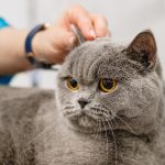 Чистота — залог здоровья: выбираем капли и лосьоны для чистки ушей и глаз собак и кошек