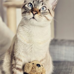 Игрушки для кошек