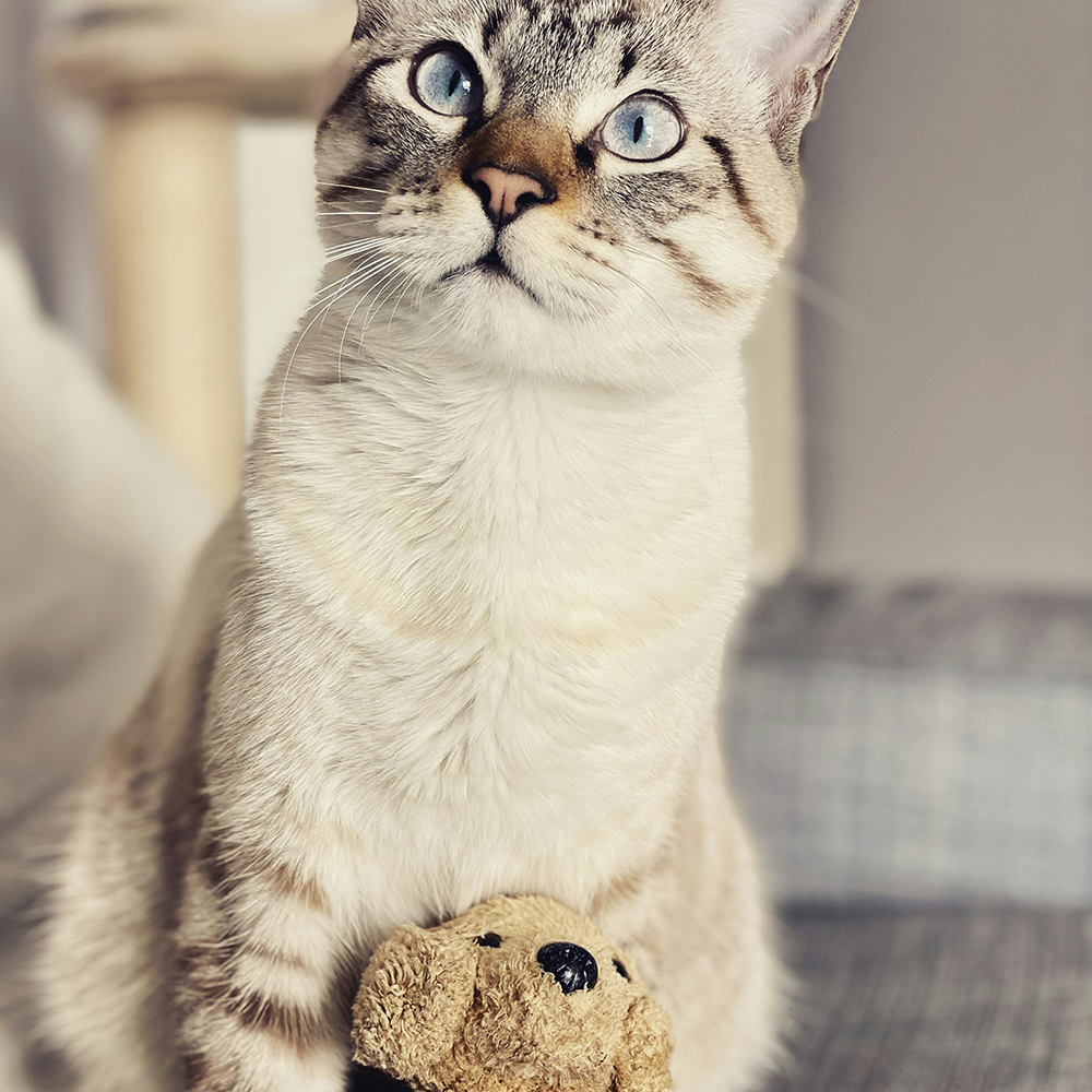 Игрушки для кошек