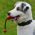 игрушки для активной собаки