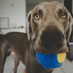 Неубиваемый арсенал: ТОП‑7 самых выносливых игрушек для крупных собак, которые уничтожают всё