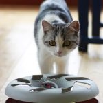 Кот на удалёнке: как занять кошку, когда вы на работе — игрушки-дозаторы и электронные мышки под управлением смартфона