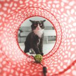 выбираем тоннель для кошек — игровой, прозрачный, с лежанкой и домиком