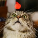 Погоня за недостижимым: всё о лазерной указке для кошек — польза, вред и стоит ли покупать