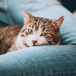 ак выбрать лежанку, которую питомец полюбит