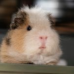 полное руководство по выбору и обустройству клетки для шиншиллы, морской свинки или хомяка