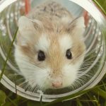 выбираем безопасную беговую дорожку для хомяка и шиншиллы