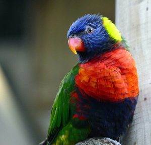 🦜 Весёлый непоседа: как выбрать игрушки для попугаев и сделать их своими руками